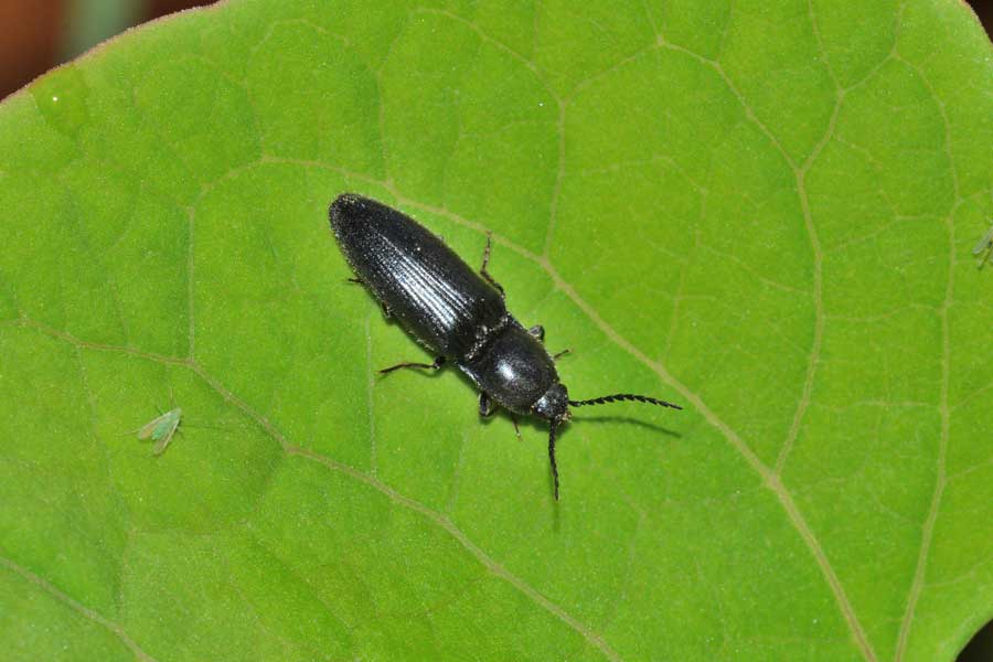 Hemicrepidius cfr. hirtus