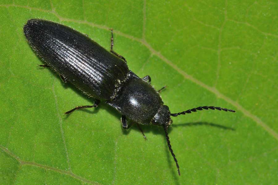 Hemicrepidius cfr. hirtus