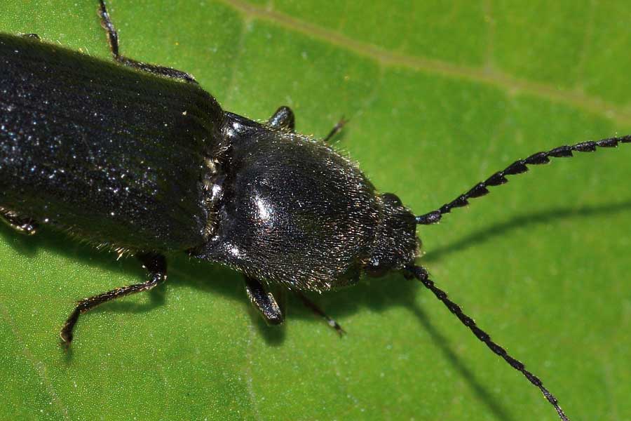 Hemicrepidius cfr. hirtus