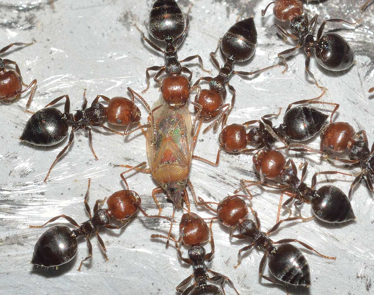 Formiche Crematogaster scutellaris a caccia