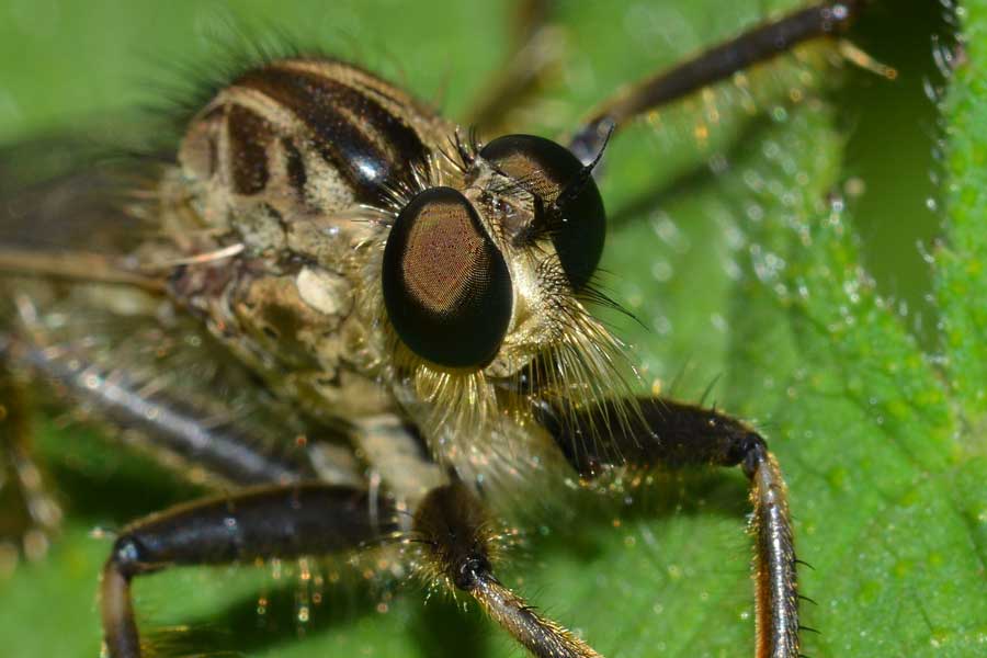 Asilidae