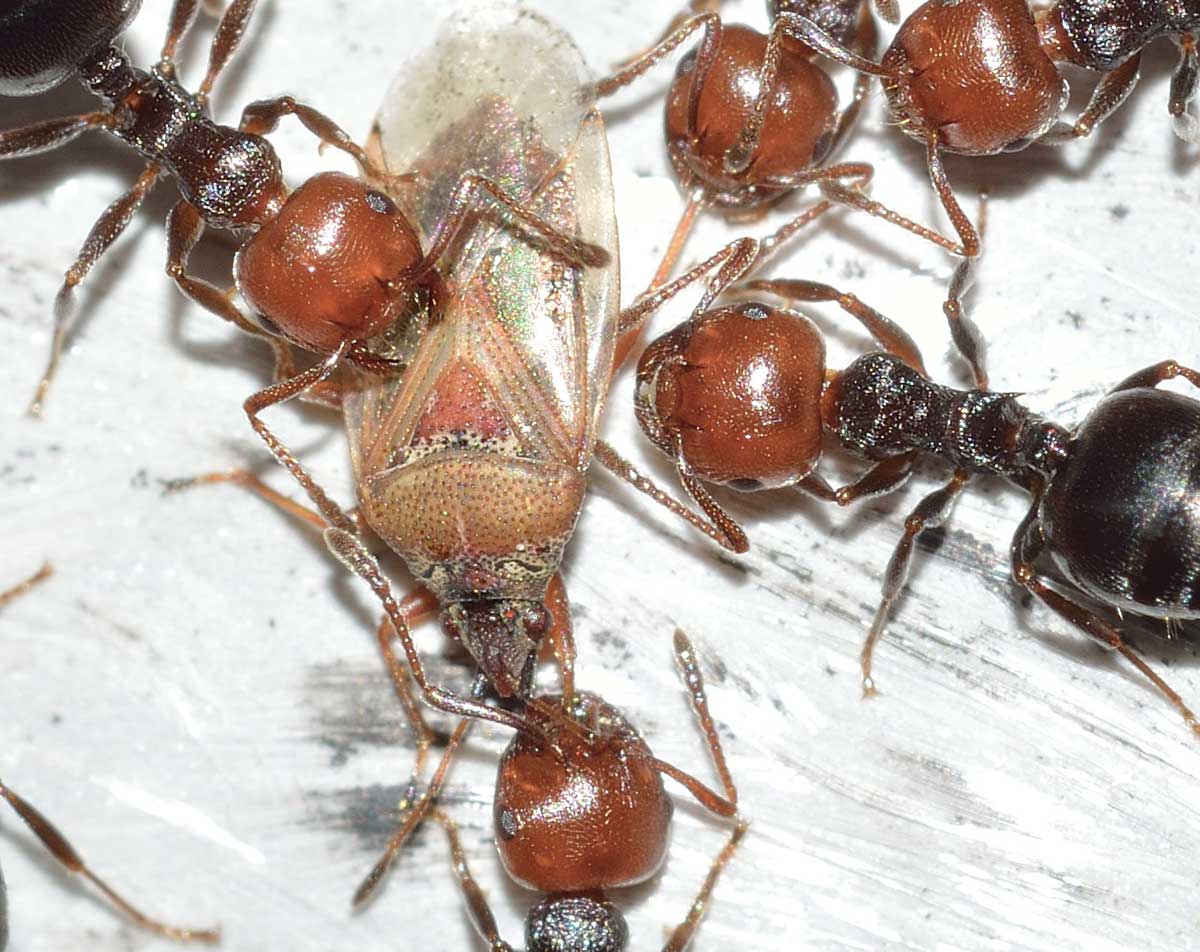 Formiche Crematogaster scutellaris a caccia