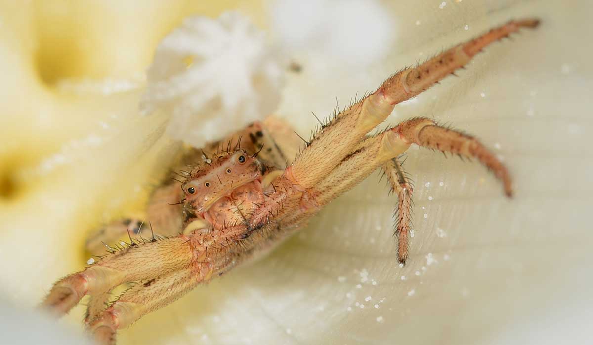 Xysticus sp. preda Ceratina sp.  - Novara