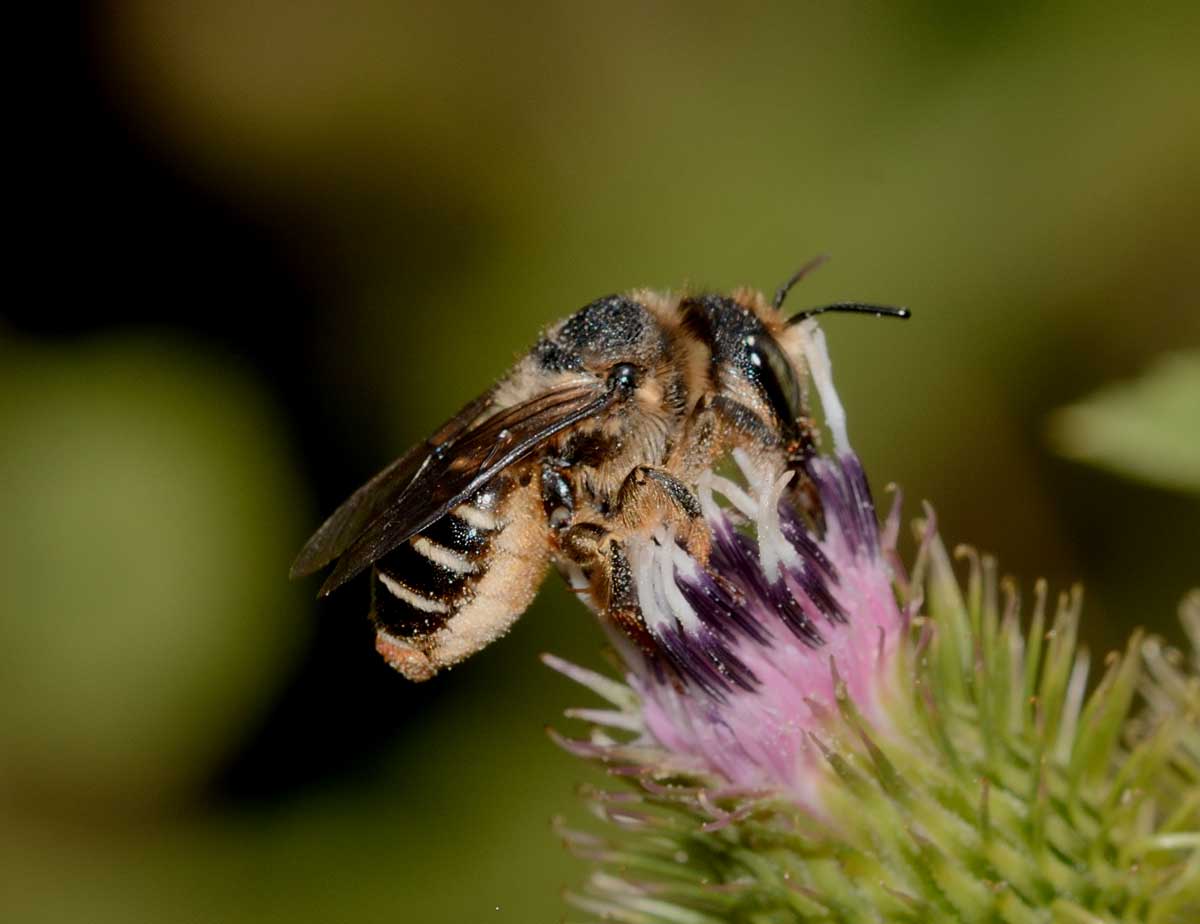 Lithurgus chrysurus, femmina (Apidae Megachilinae)