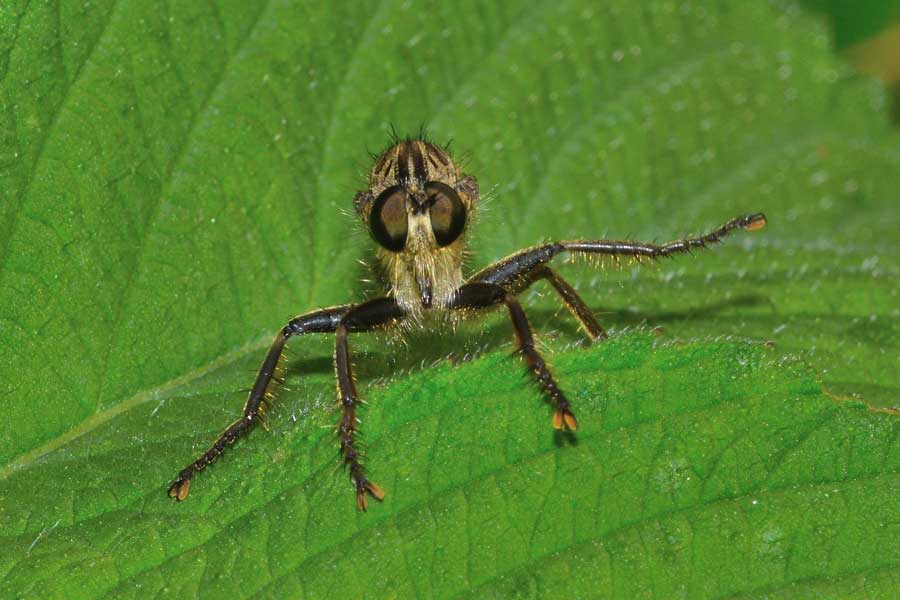 Asilidae