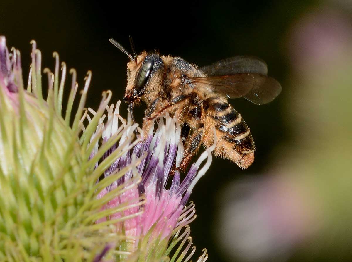 Lithurgus chrysurus, femmina (Apidae Megachilinae)