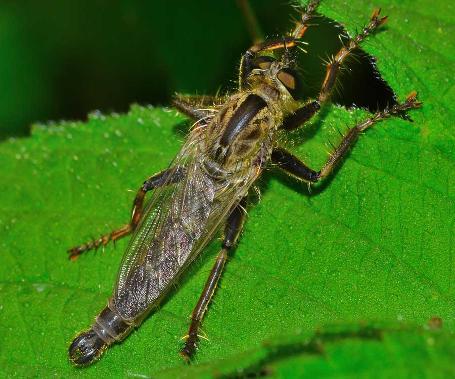 Asilidae