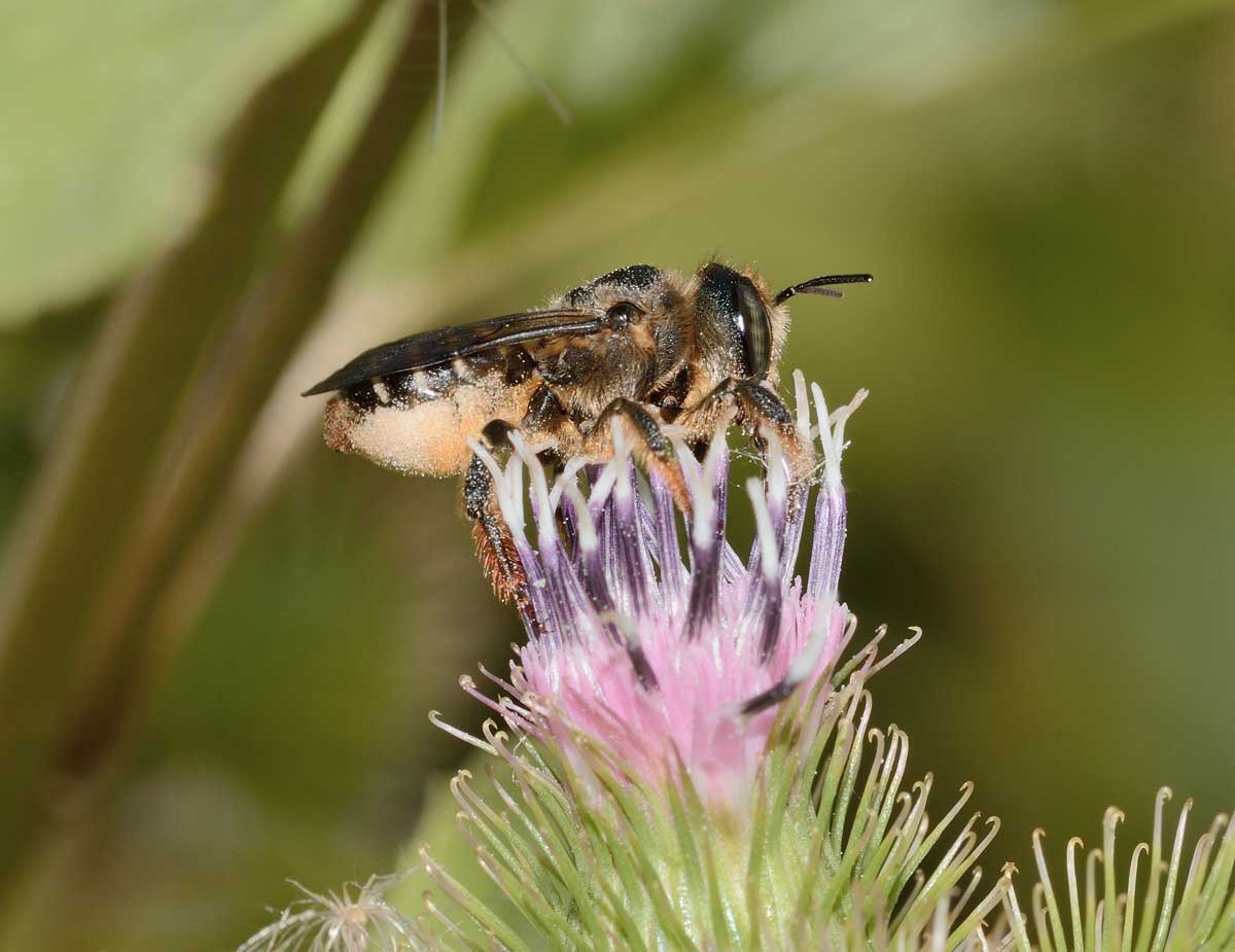 Lithurgus chrysurus, femmina (Apidae Megachilinae)