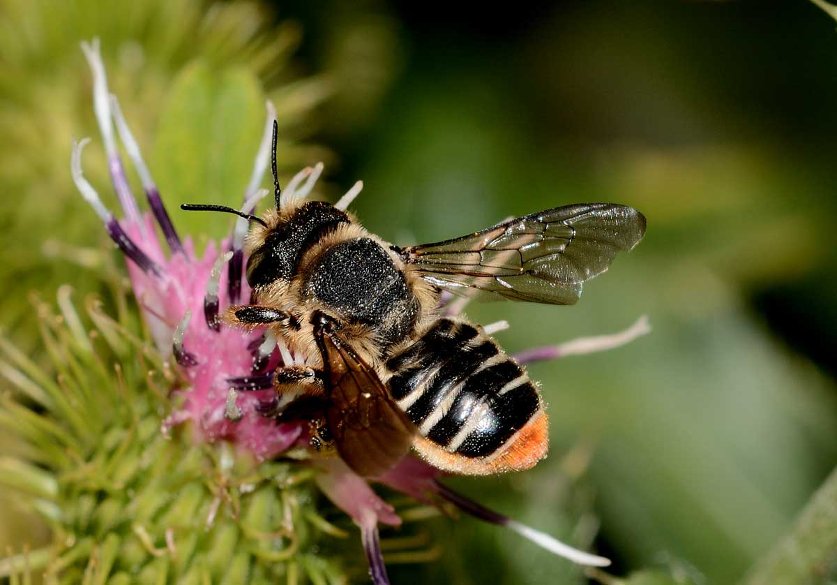 Lithurgus chrysurus, femmina (Apidae Megachilinae)