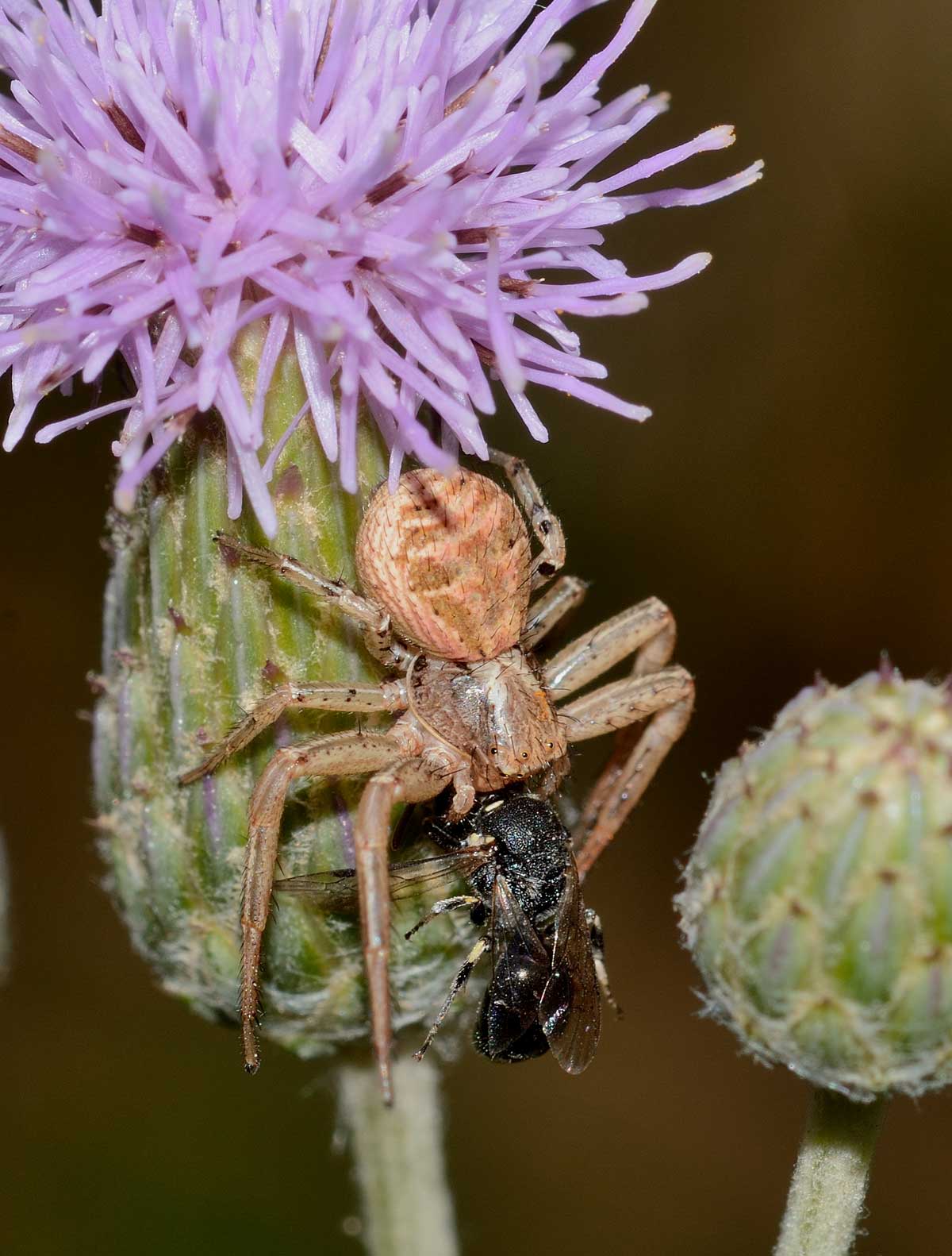 Xysticus sp. preda Ceratina sp.  - Novara