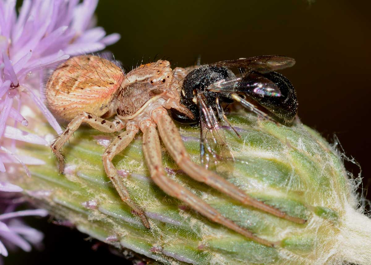 Xysticus sp. preda Ceratina sp.  - Novara