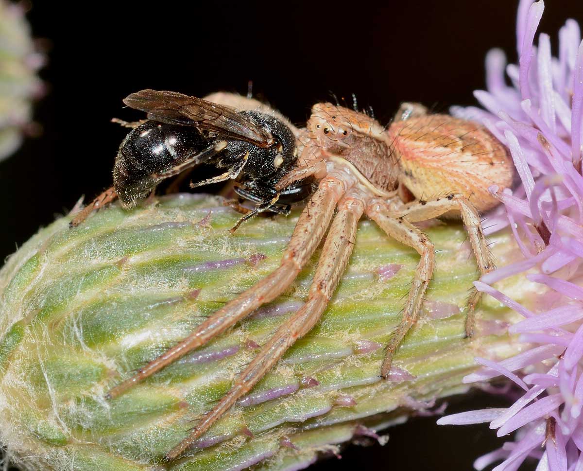 Xysticus sp. preda Ceratina sp.  - Novara