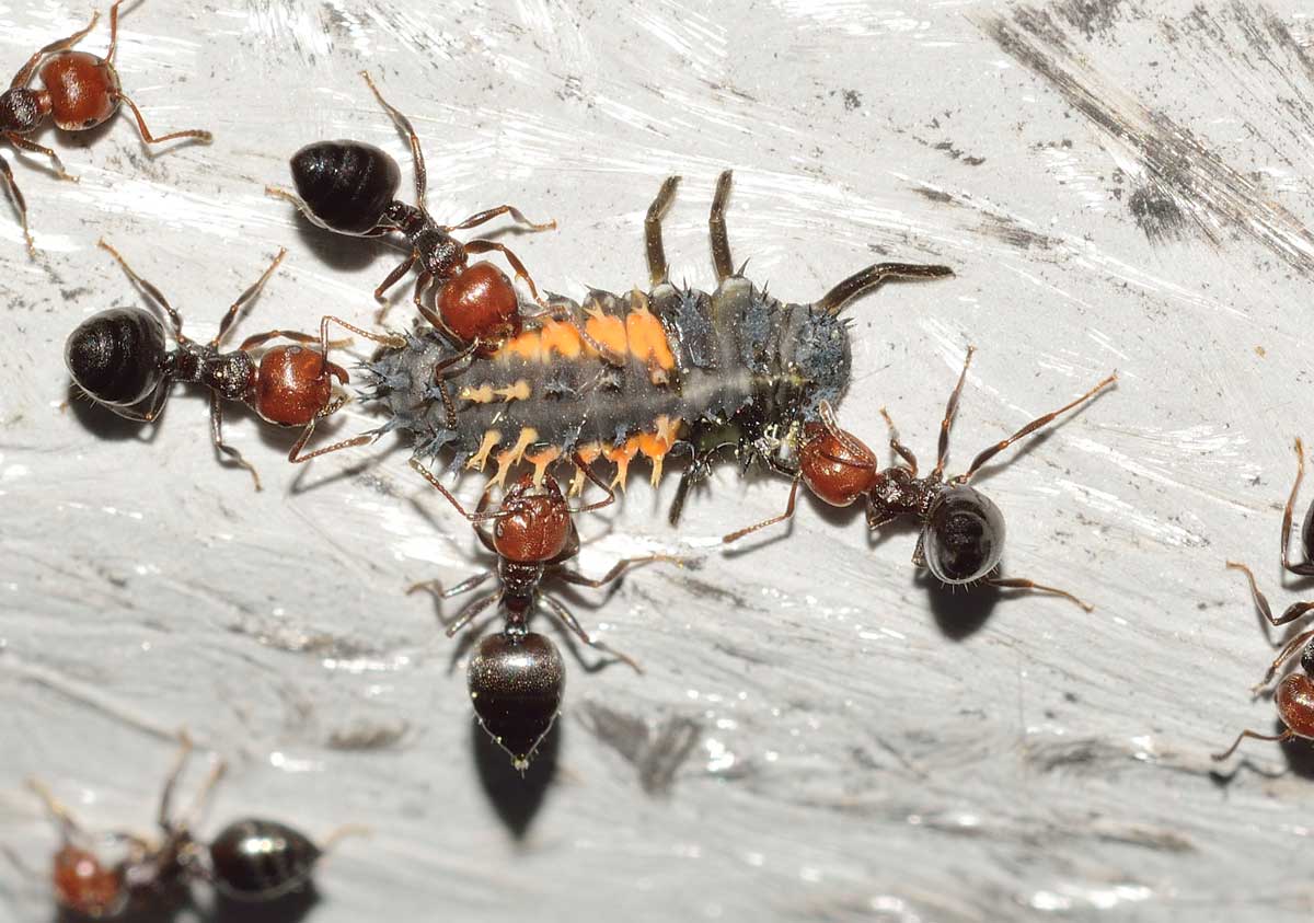 Formiche Crematogaster scutellaris a caccia