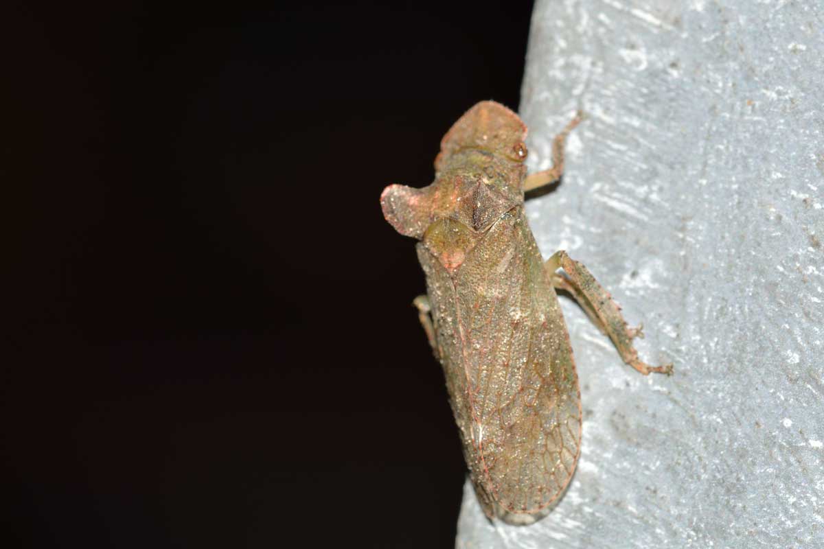 Da identificare: Ledra aurita