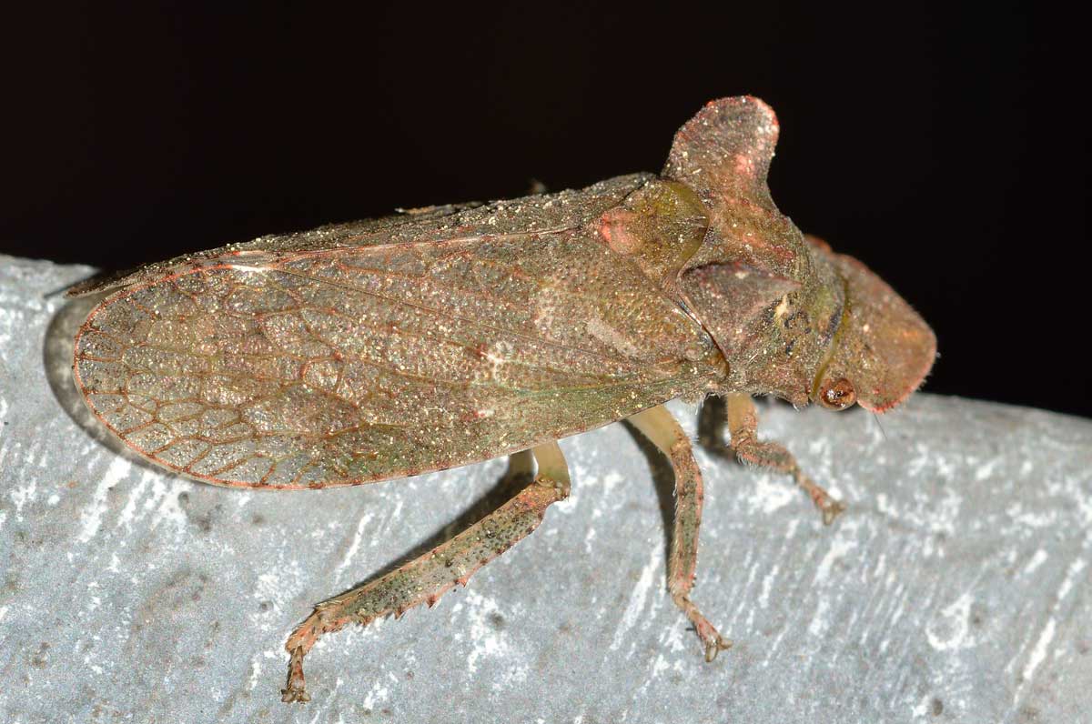 Da identificare: Ledra aurita