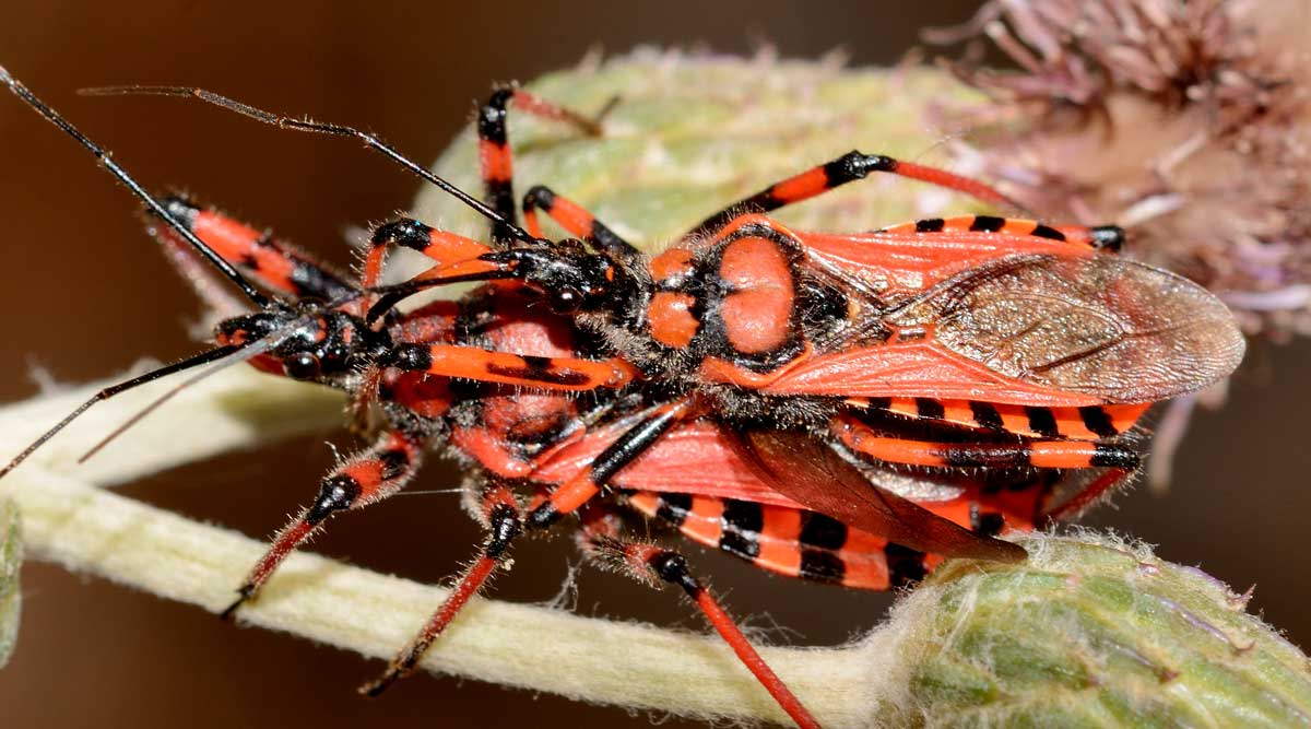 Rhynocoris iracundus  (Reduviidae)