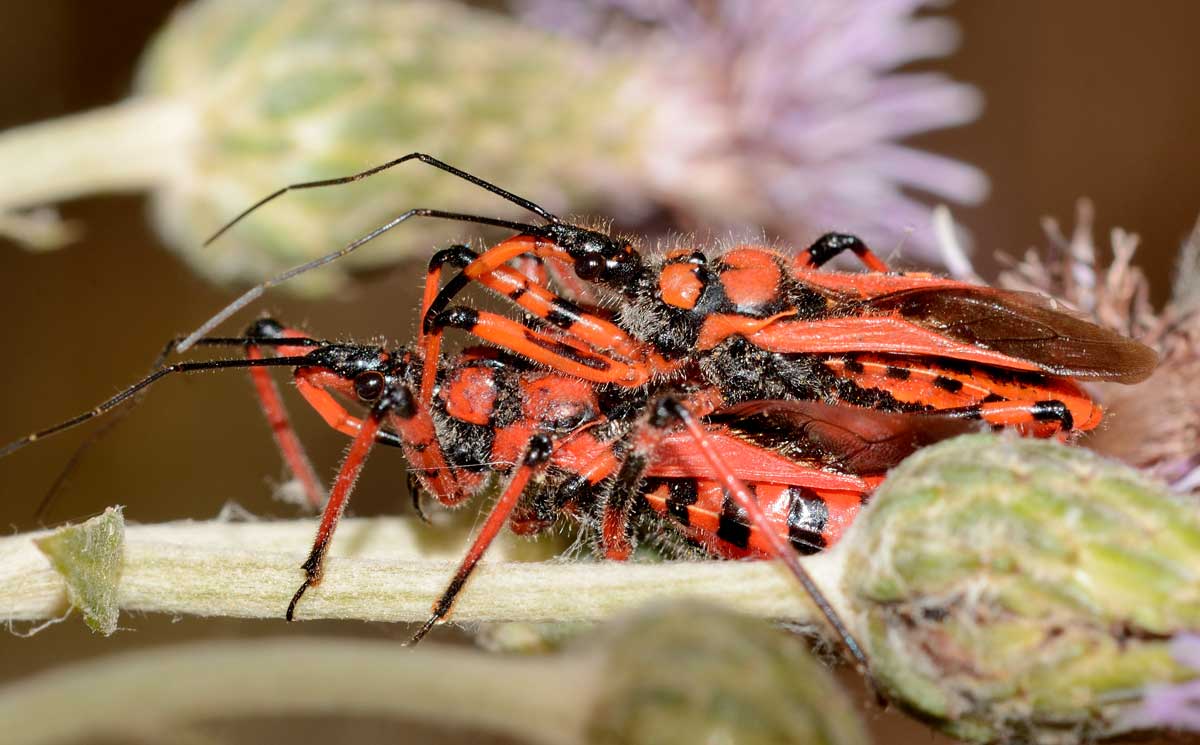Rhynocoris iracundus  (Reduviidae)