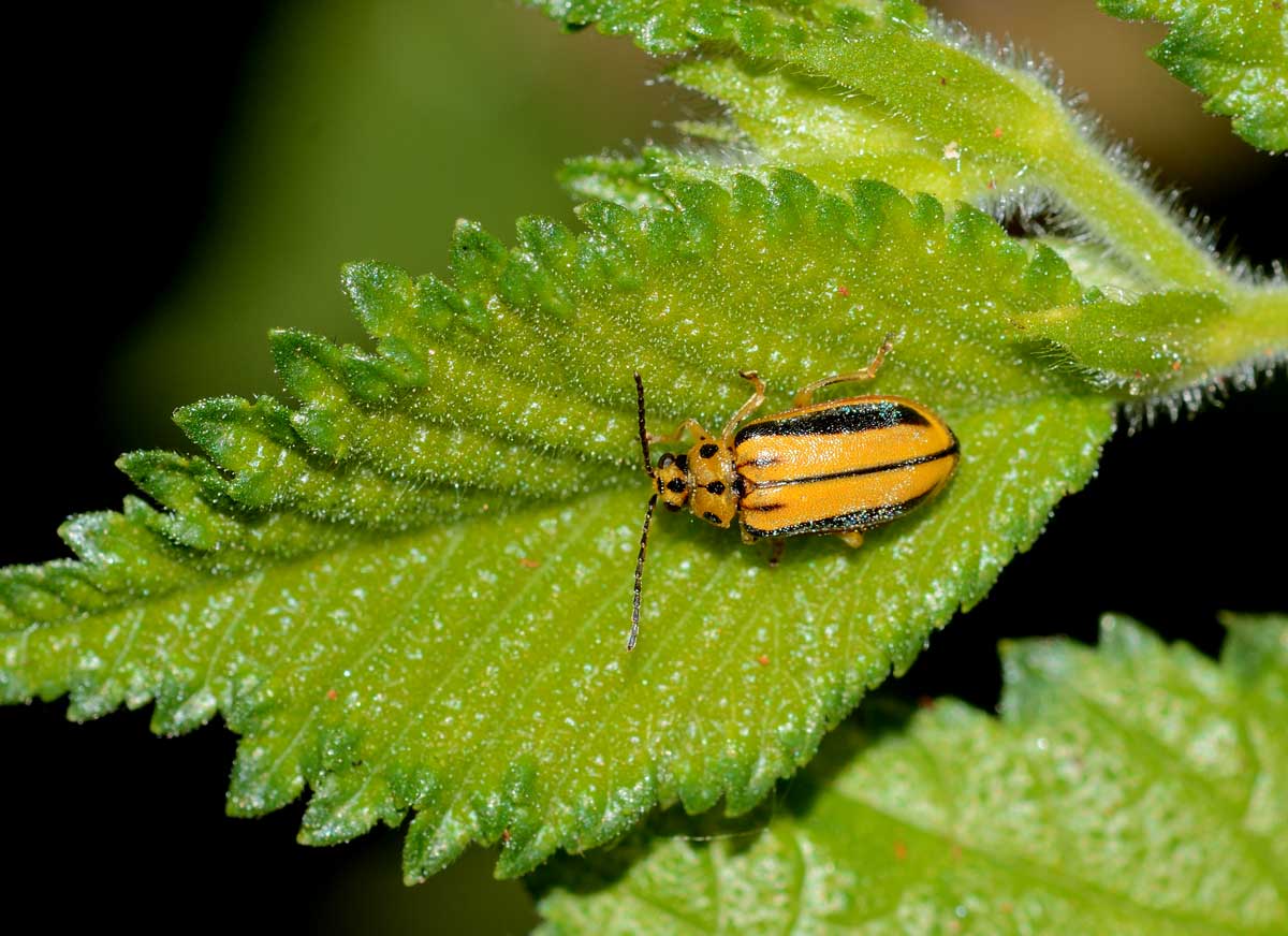 Xanthogaleruca luteola (Chrysomelidae)