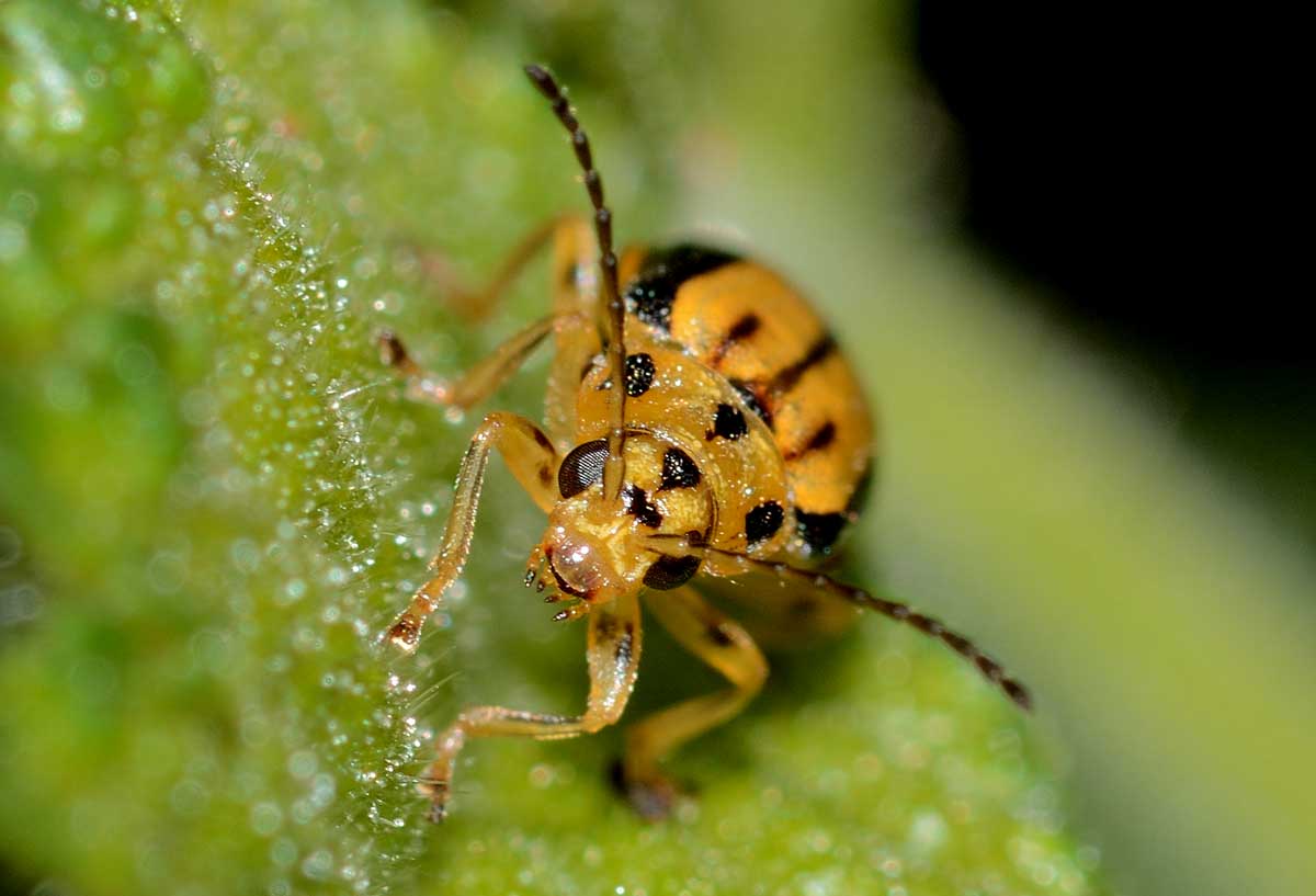 Xanthogaleruca luteola (Chrysomelidae)