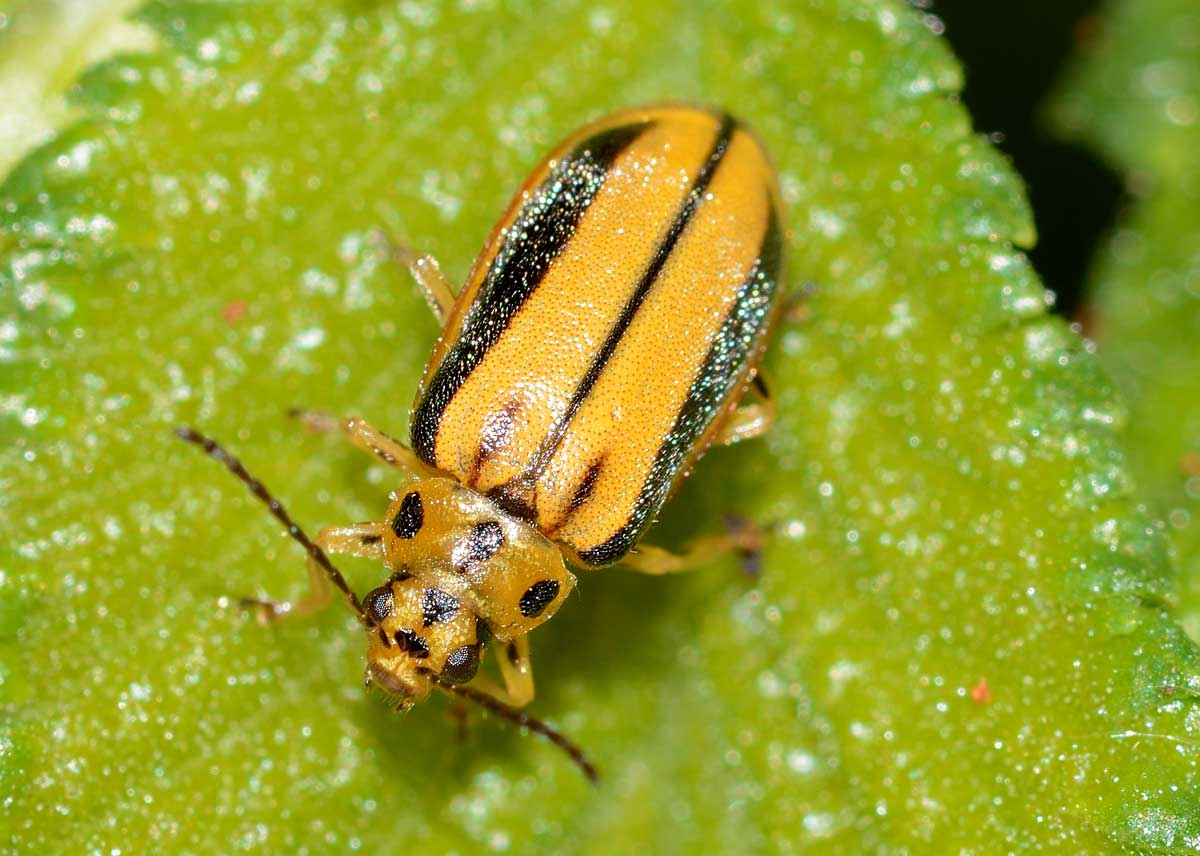 Xanthogaleruca luteola (Chrysomelidae)