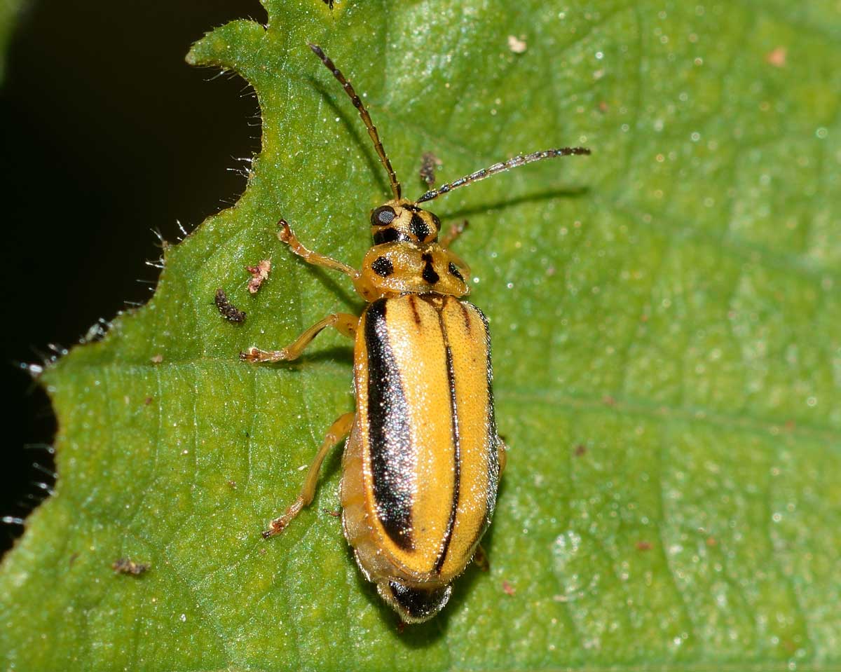 Xanthogaleruca luteola (Chrysomelidae)