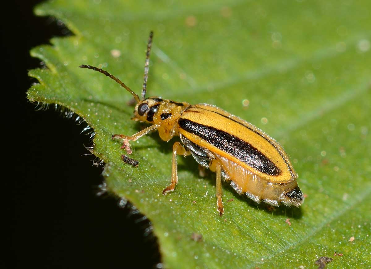 Xanthogaleruca luteola (Chrysomelidae)