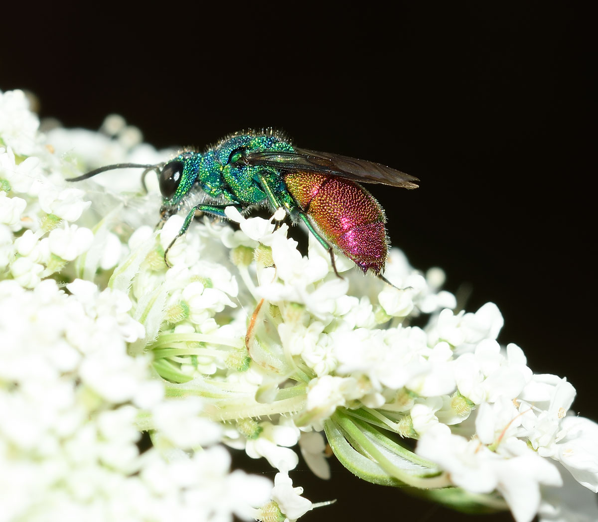 Da identificare: Chrysis comparata (Chrysididae)