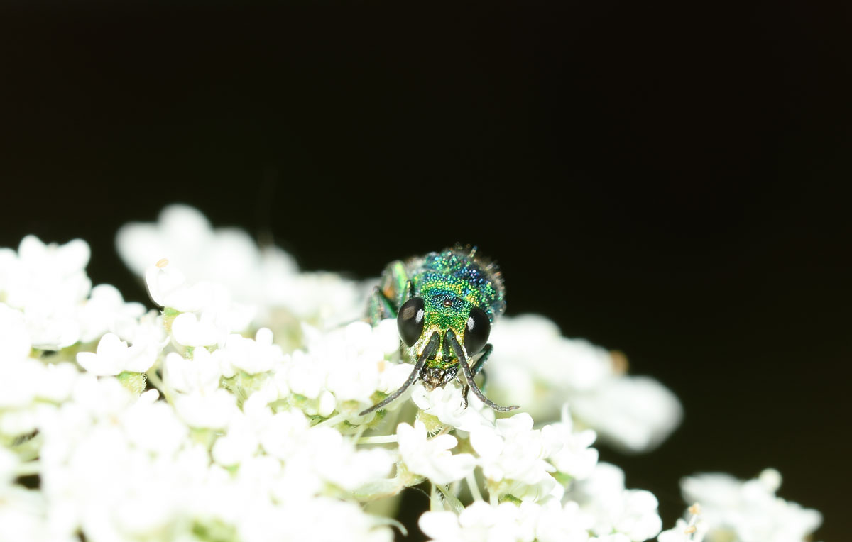 Da identificare: Chrysis comparata (Chrysididae)