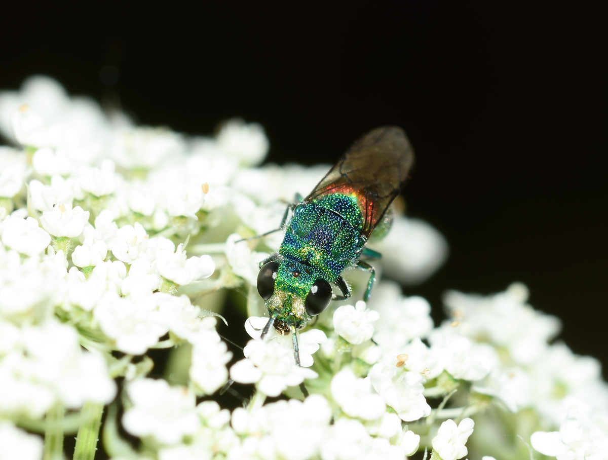 Da identificare: Chrysis comparata (Chrysididae)