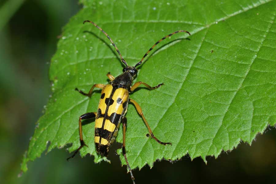 Rutpela maculata