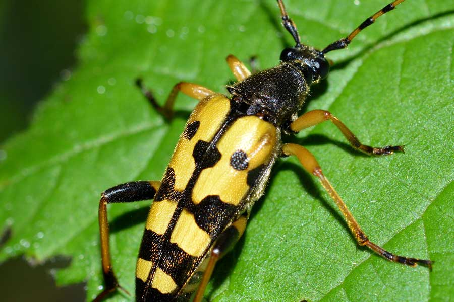 Rutpela maculata