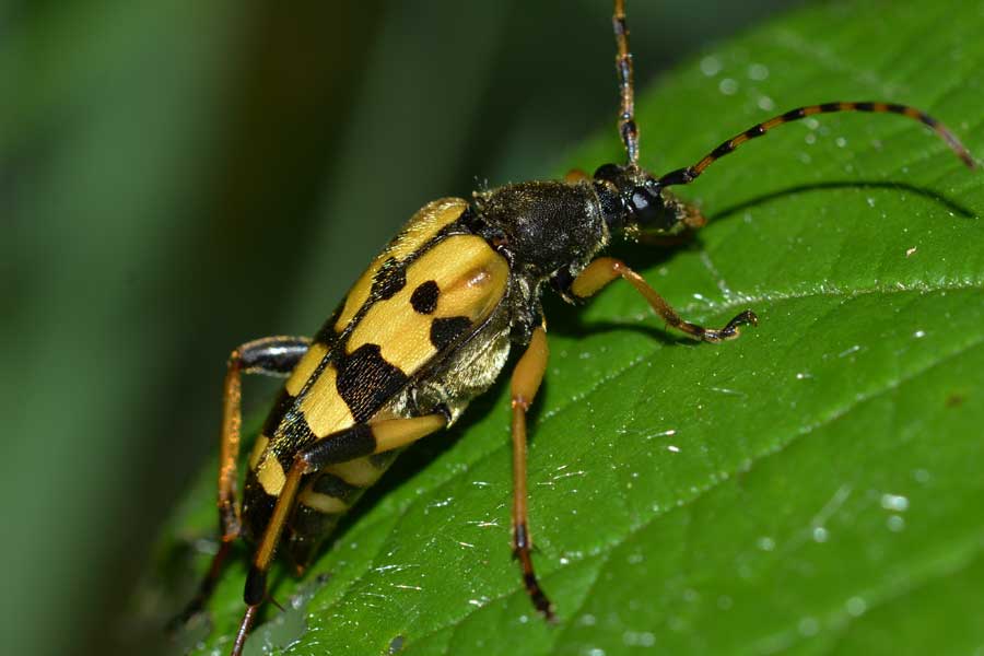 Rutpela maculata