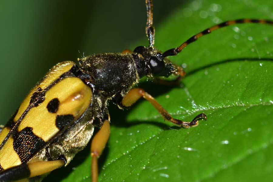 Rutpela maculata
