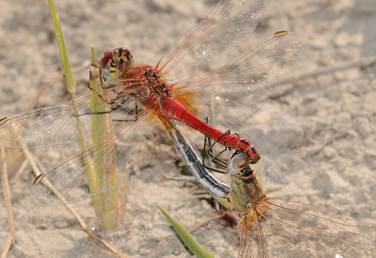 Sympetrum fonscolombii
