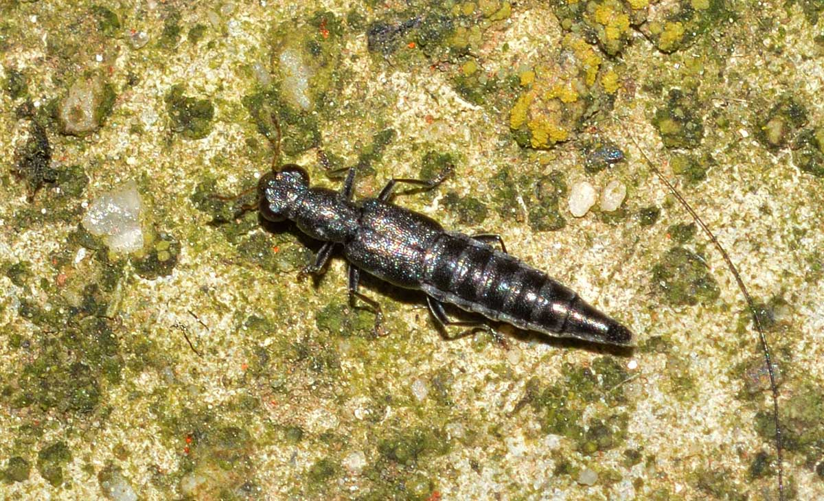Stafilinidi da identificare: Stenus sp.