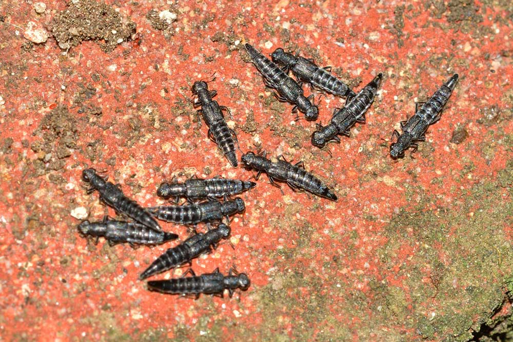 Stafilinidi da identificare: Stenus sp.