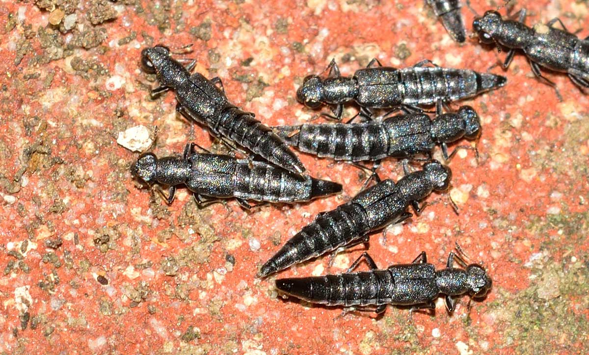 Stafilinidi da identificare: Stenus sp.