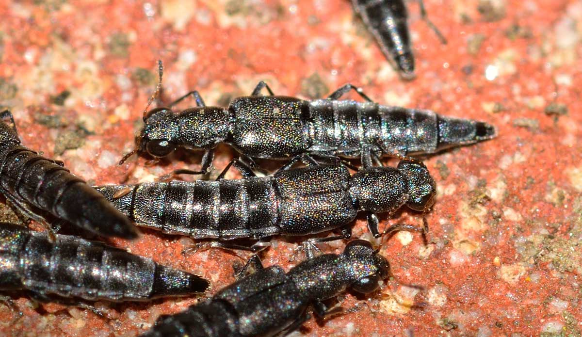 Stafilinidi da identificare: Stenus sp.