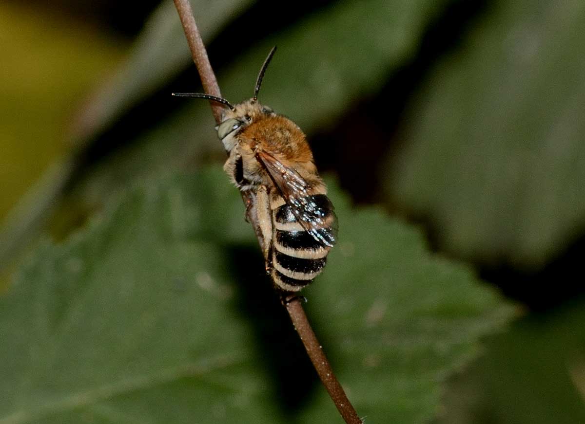 Antoforide da identificare