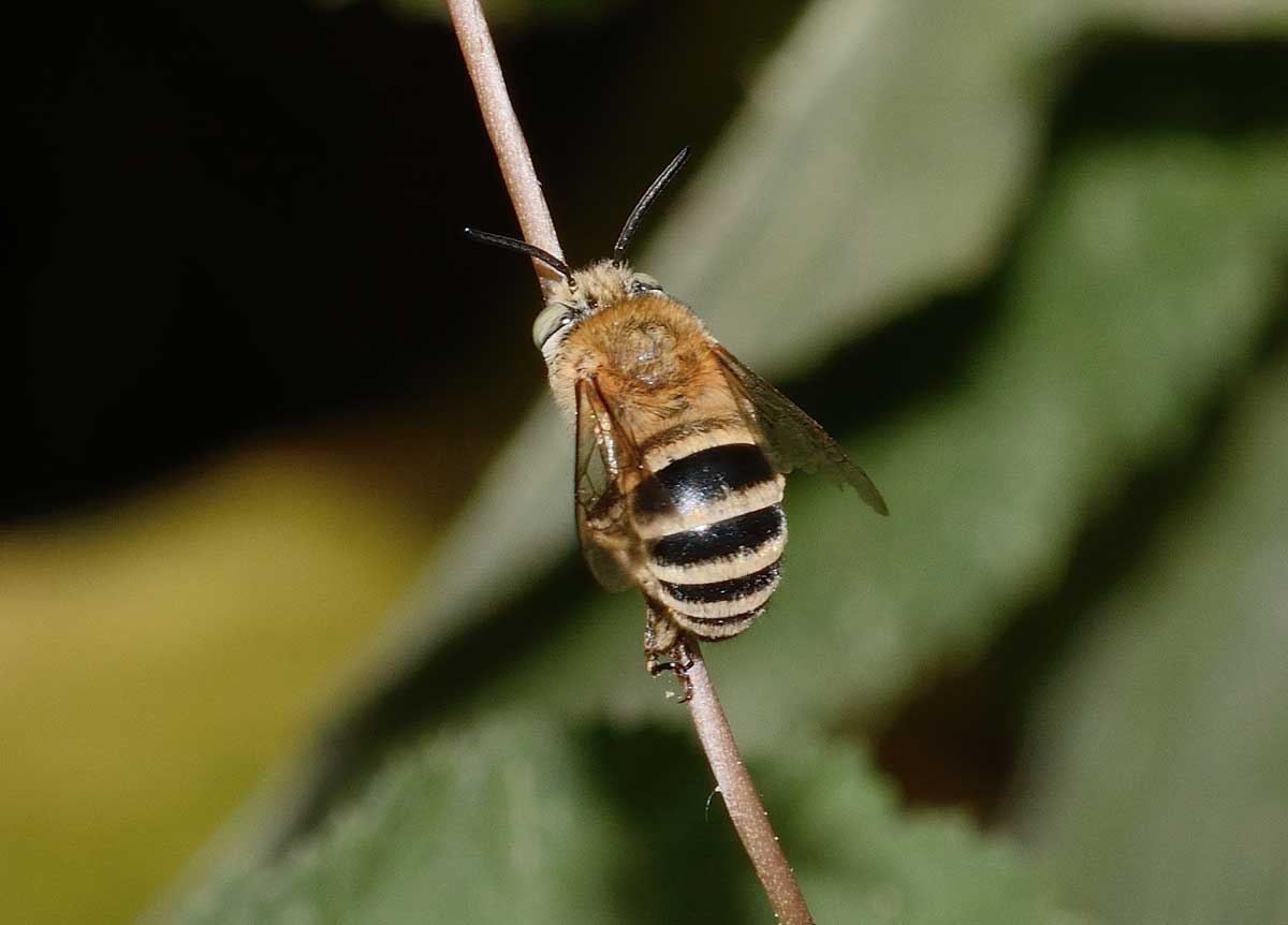 Antoforide da identificare