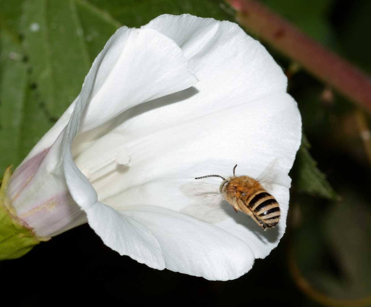 Antoforide da identificare