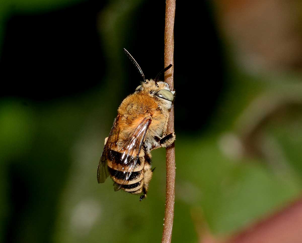 Antoforide da identificare