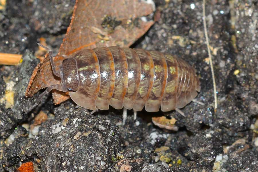 Isopoda
