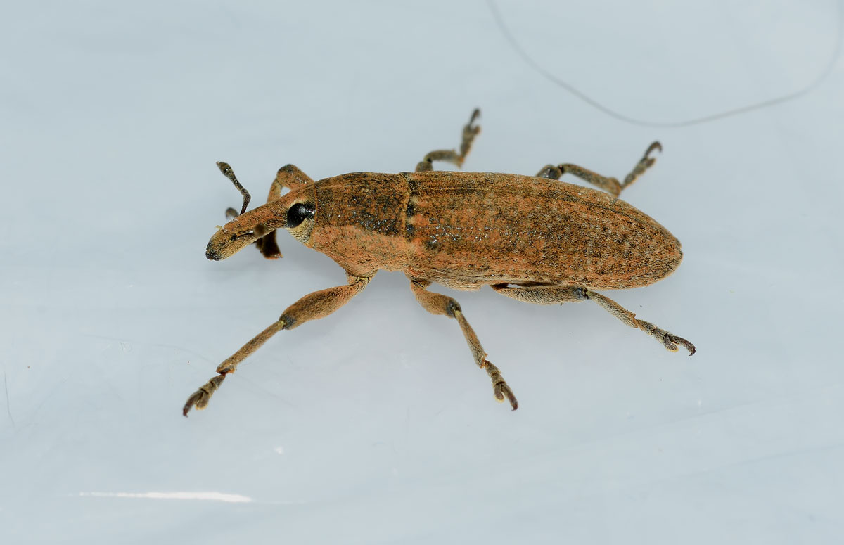 Lixus sp. da identificare