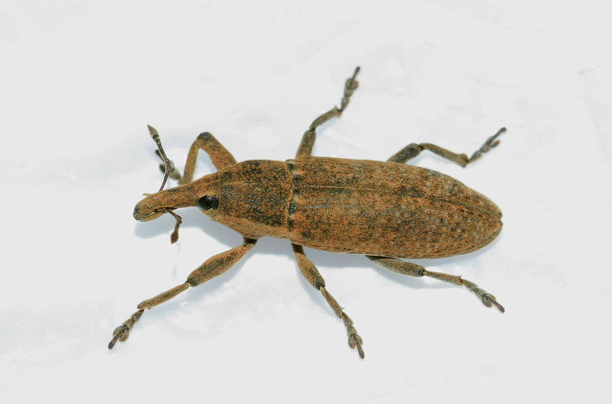 Lixus sp. da identificare