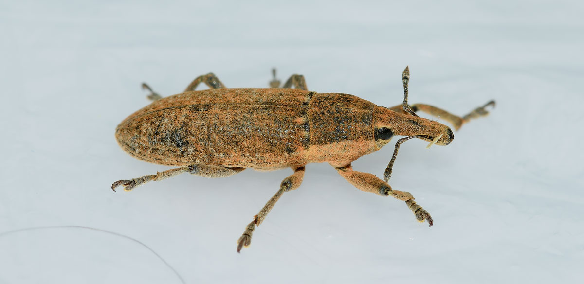 Lixus sp. da identificare