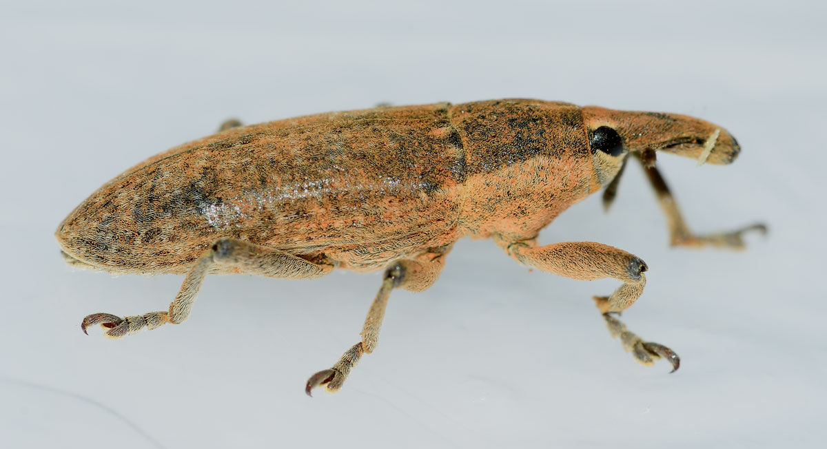 Lixus sp. da identificare