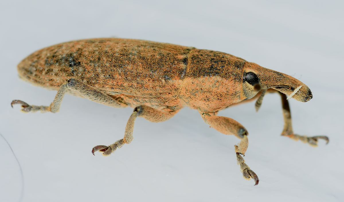 Lixus sp. da identificare