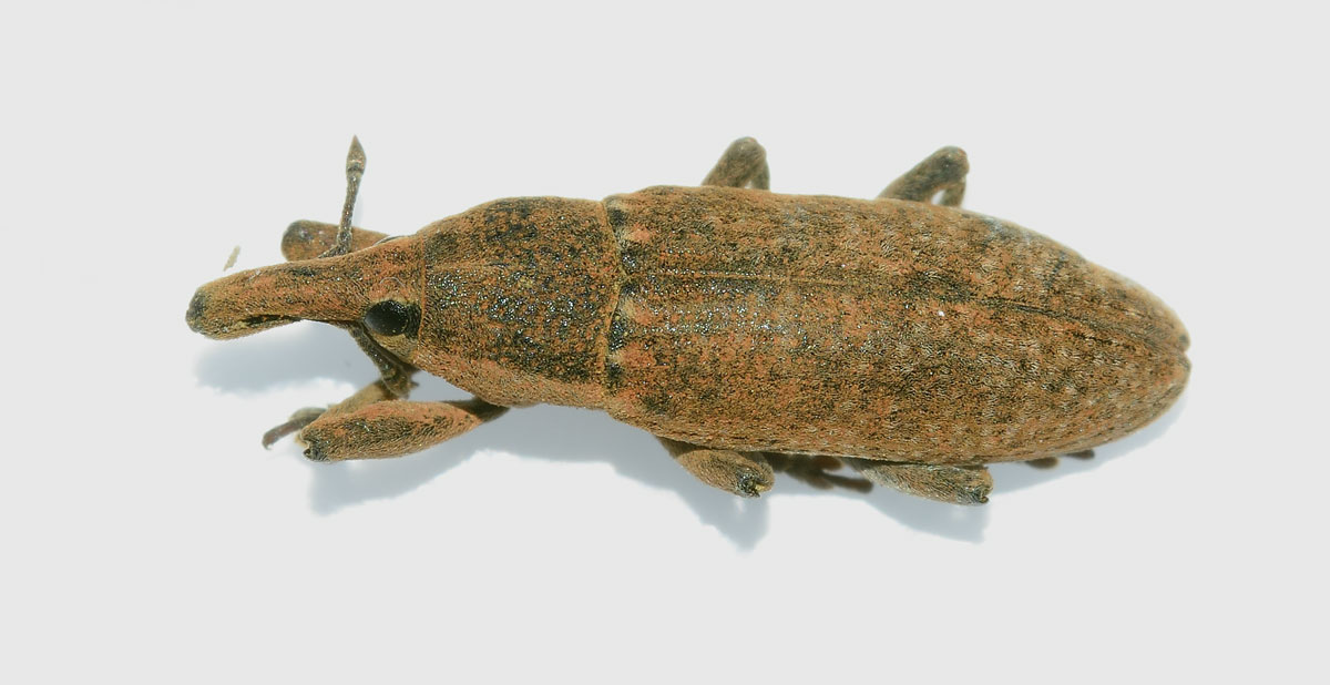 Lixus sp. da identificare