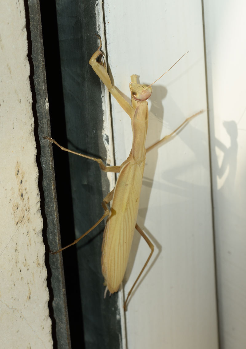 Mantis religiosa?  S, femmina